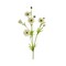 Real Touch Cream Ranunculus Spray – 28" Artificial Floral Stem-FL000474
